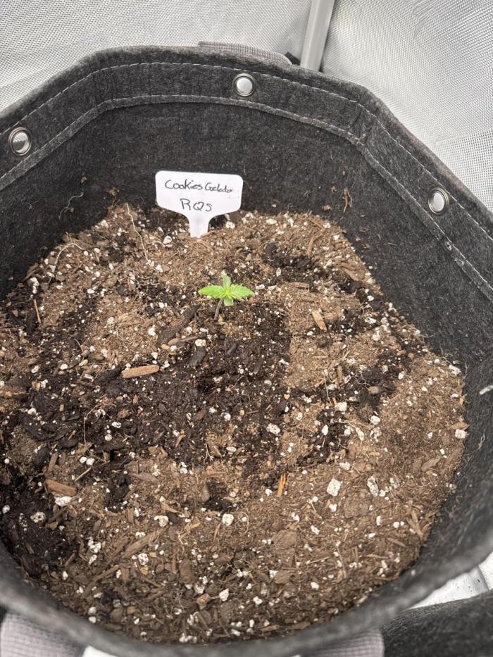 RQS Cookies Gelato. Week 2 - Cookies gelato