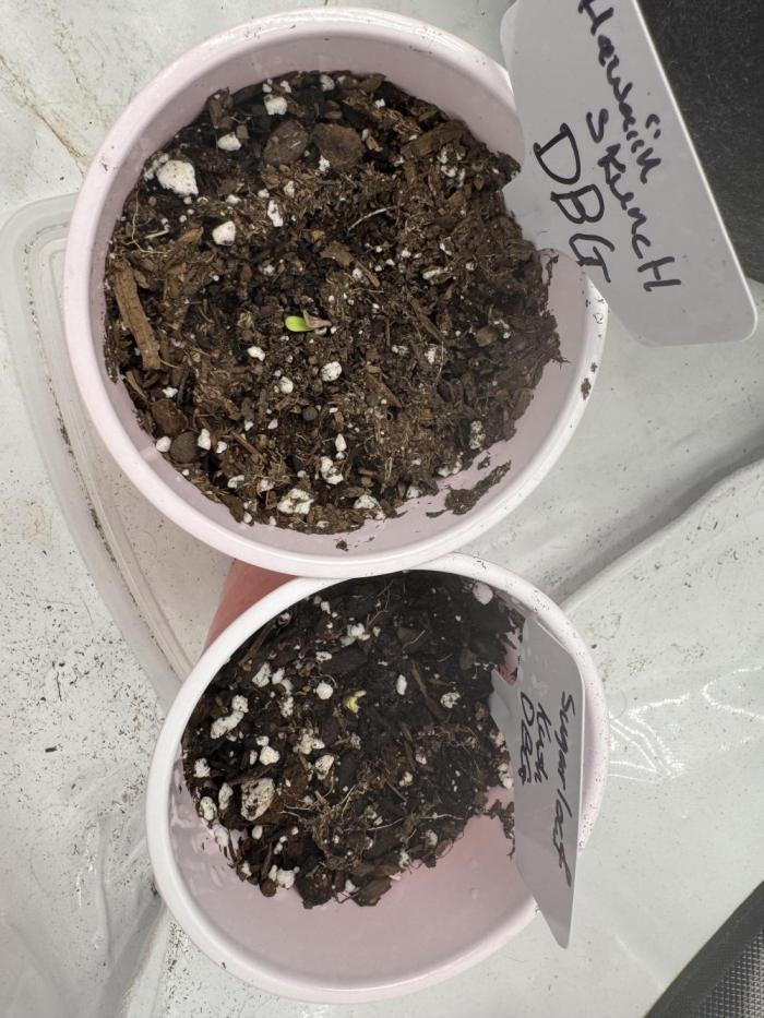 12/12 seed to flower. Week 1