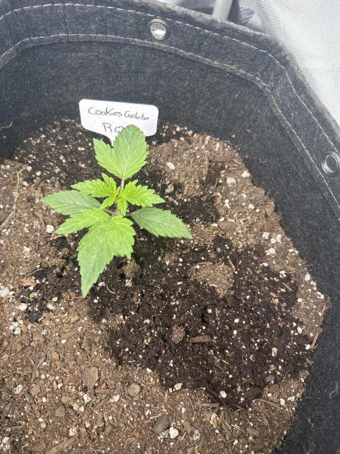 RQS Cookies Gelato. Week 3
