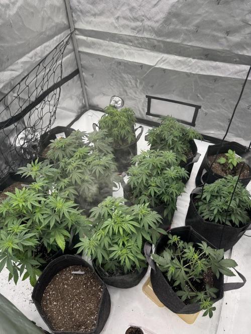 Second run. Week 2