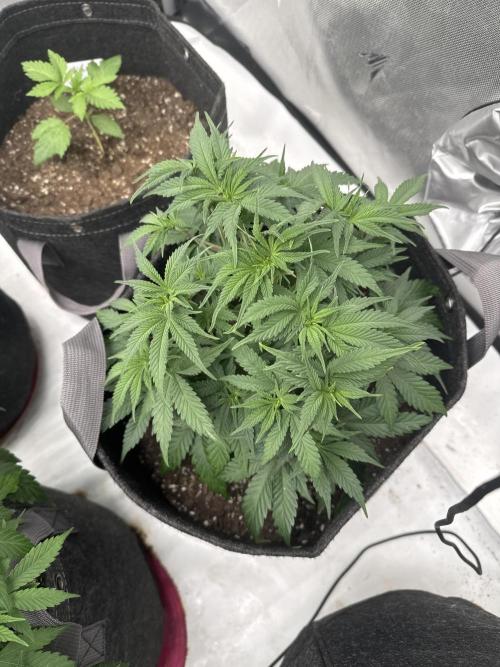 Second run. Week 2 - Blue cheese rqs 