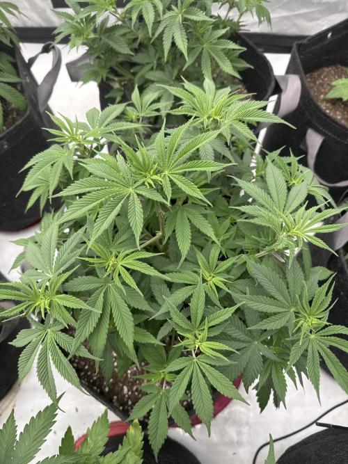 Second run. Week 2 - White widow rqs