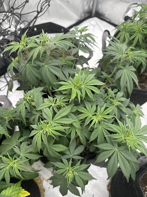 Second run. Week 2 - Alien og rqs