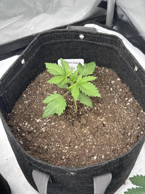 Second run. Week 2 - Cookies gelato rqs