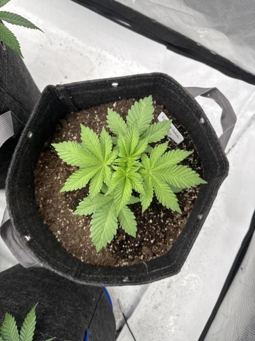 RQS Cookies Gelato. Week 4