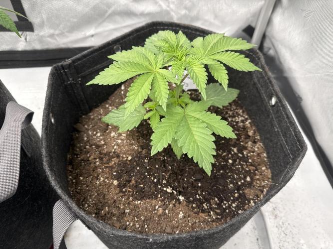 RQS Cookies Gelato. Week 4