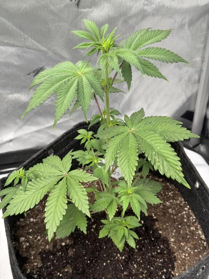 RQS Cookies Gelato. Week 5