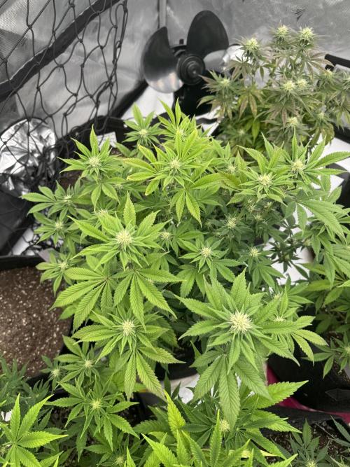 Second run. Week 10