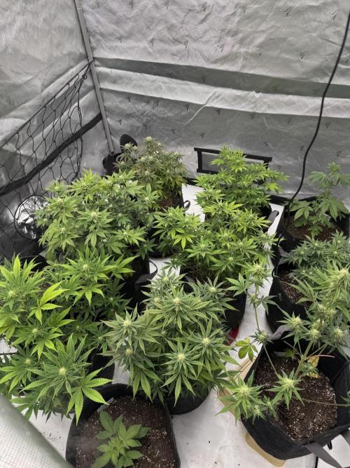 Second run. Week 10