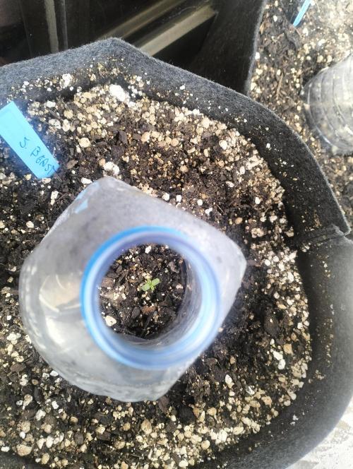 First try with Zamnesia seeds. Week 1