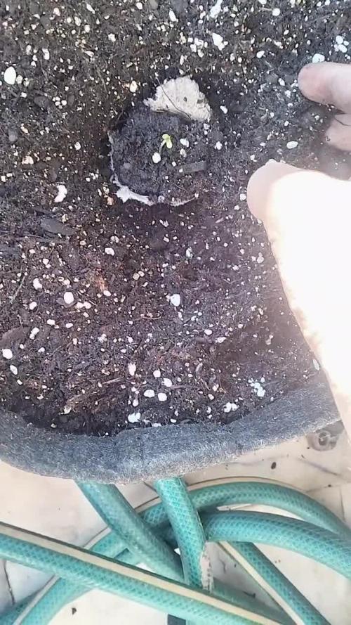 First try with Zamnesia seeds