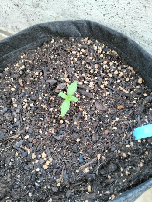 First try with Zamnesia seeds. Week 2