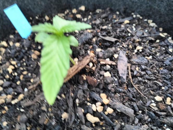 First try with Zamnesia seeds. Week 2