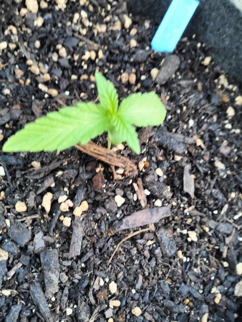First try with Zamnesia seeds. Week 2