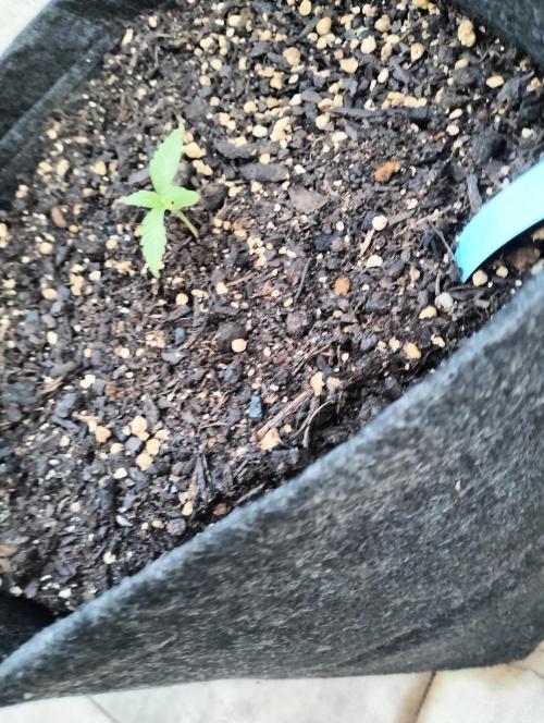 First try with Zamnesia seeds. Week 2