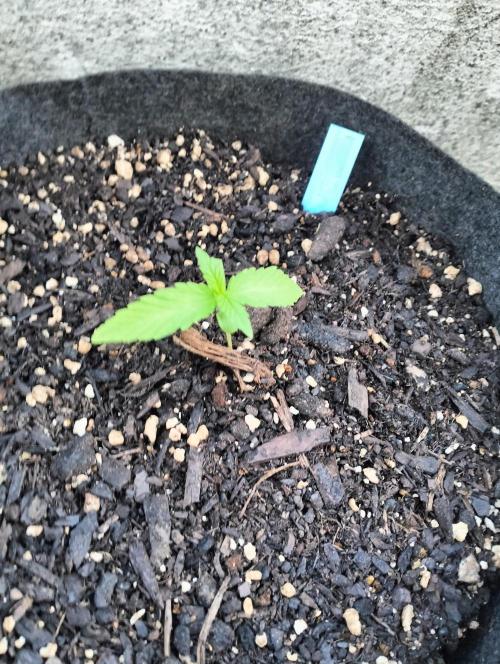 First try with Zamnesia seeds. Week 2