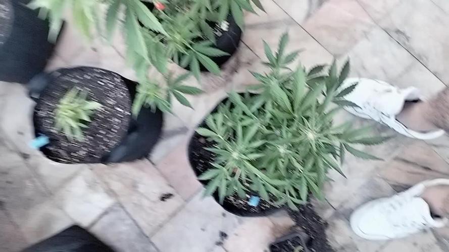First try with Zamnesia seeds