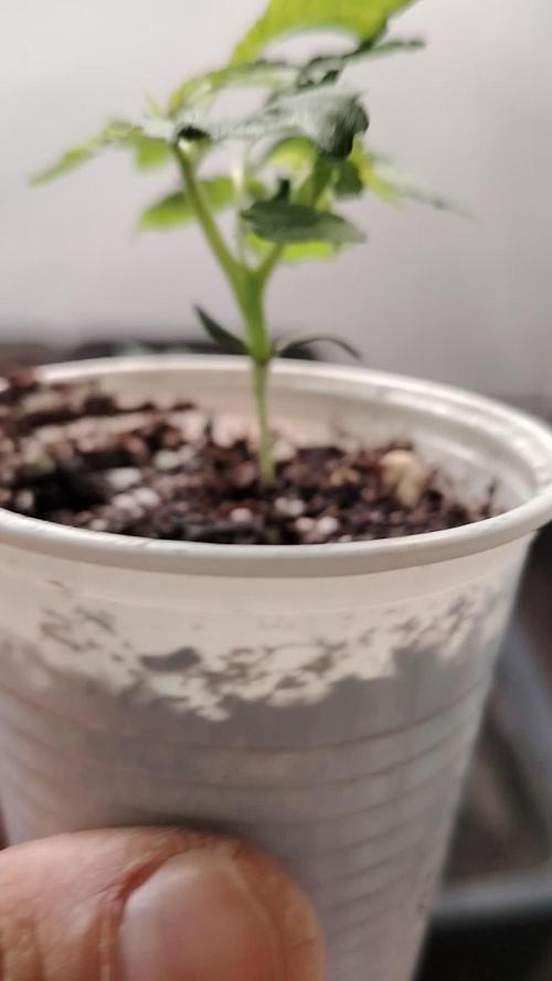 CULTIVO SFORTUNATO
