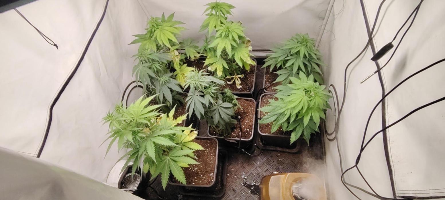 SUGAR CAKE E ORANGE FREEZE. Week 6
