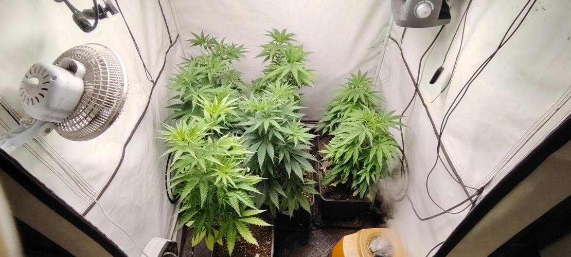 SUGAR CAKE E ORANGE FREEZE. Week 7