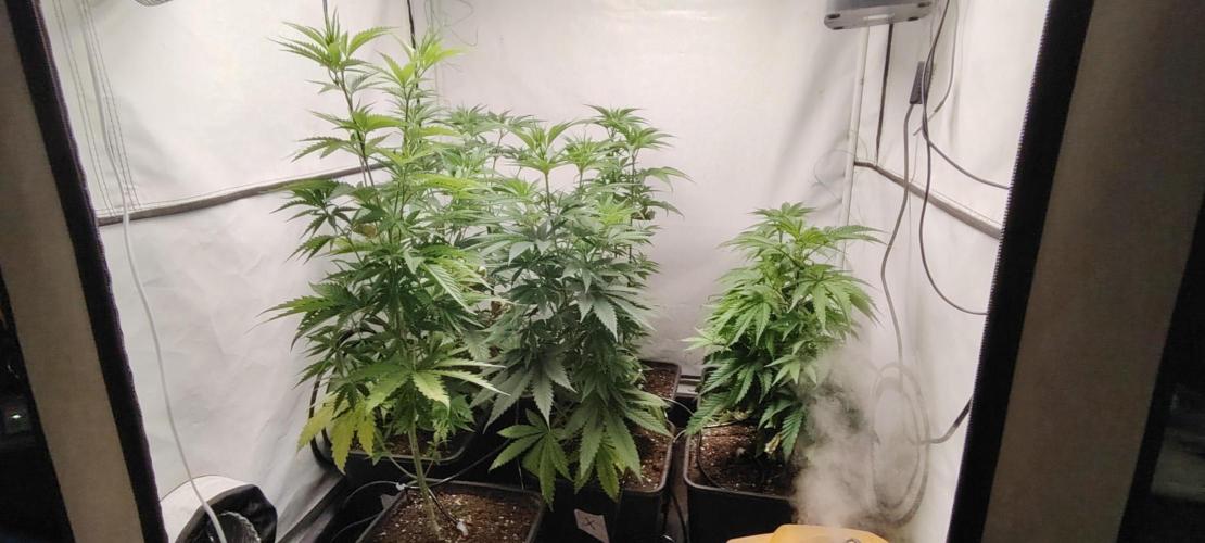 SUGAR CAKE E ORANGE FREEZE. Week 7