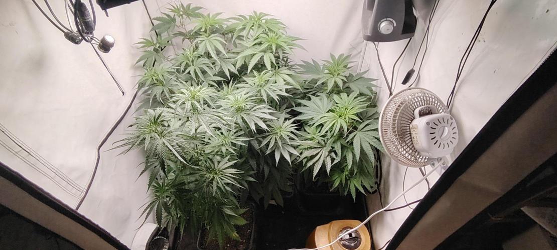 SUGAR CAKE E ORANGE FREEZE. Week 8