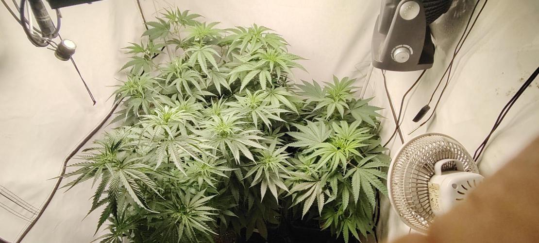 SUGAR CAKE E ORANGE FREEZE. Week 8