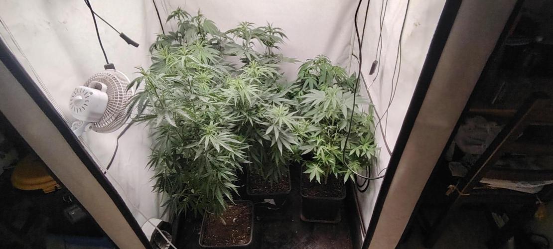 SUGAR CAKE E ORANGE FREEZE. Week 9