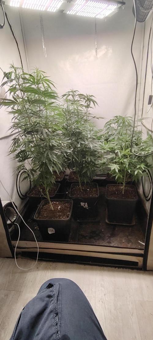 SUGAR CAKE E ORANGE FREEZE. Week 9