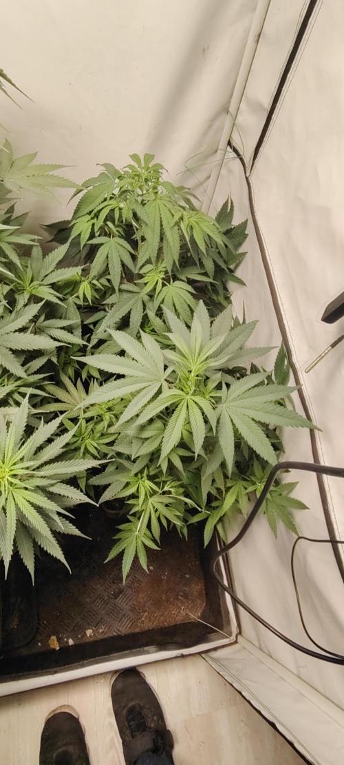 SUGAR CAKE E ORANGE FREEZE. Week 9