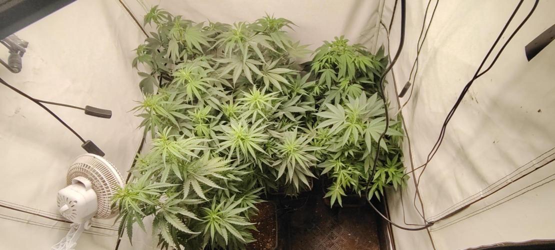 SUGAR CAKE E ORANGE FREEZE. Week 9