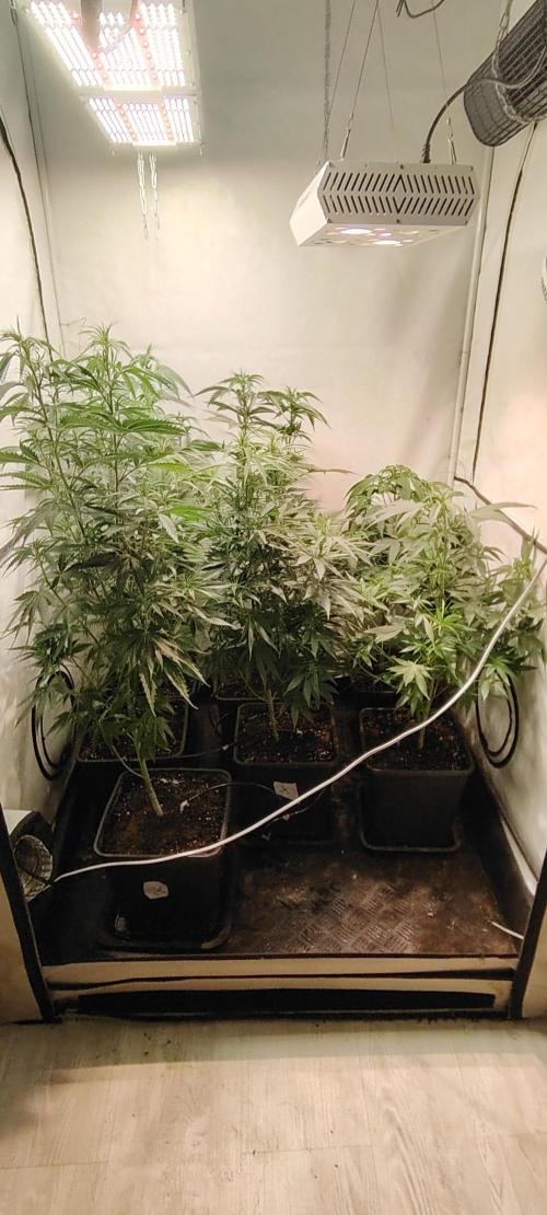 SUGAR CAKE E ORANGE FREEZE. Week 9