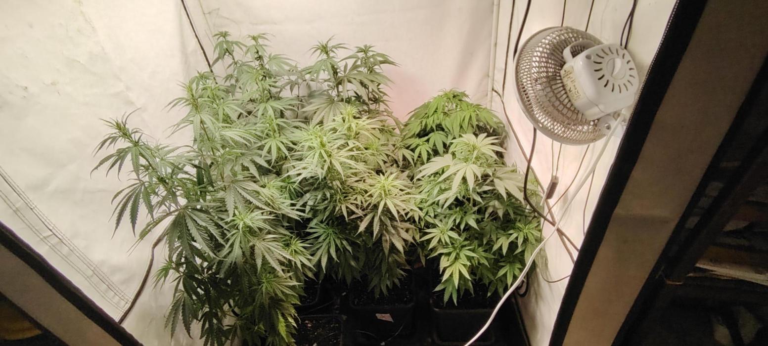 SUGAR CAKE E ORANGE FREEZE. Week 10