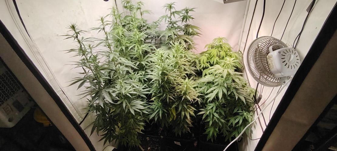 SUGAR CAKE E ORANGE FREEZE. Week 11