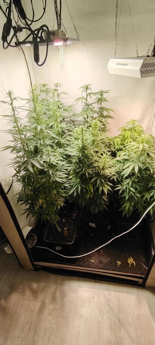 SUGAR CAKE E ORANGE FREEZE. Week 11