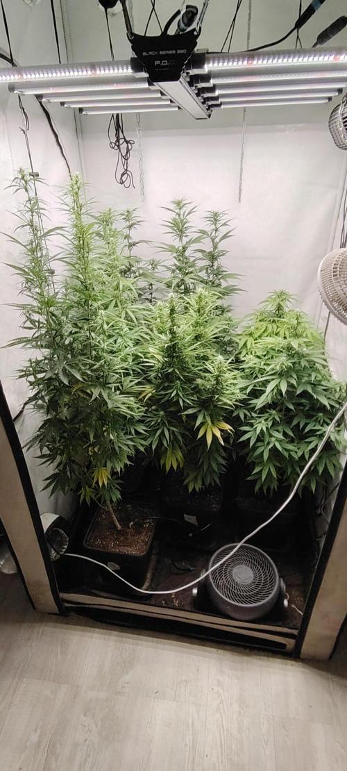 SUGAR CAKE E ORANGE FREEZE. Week 12