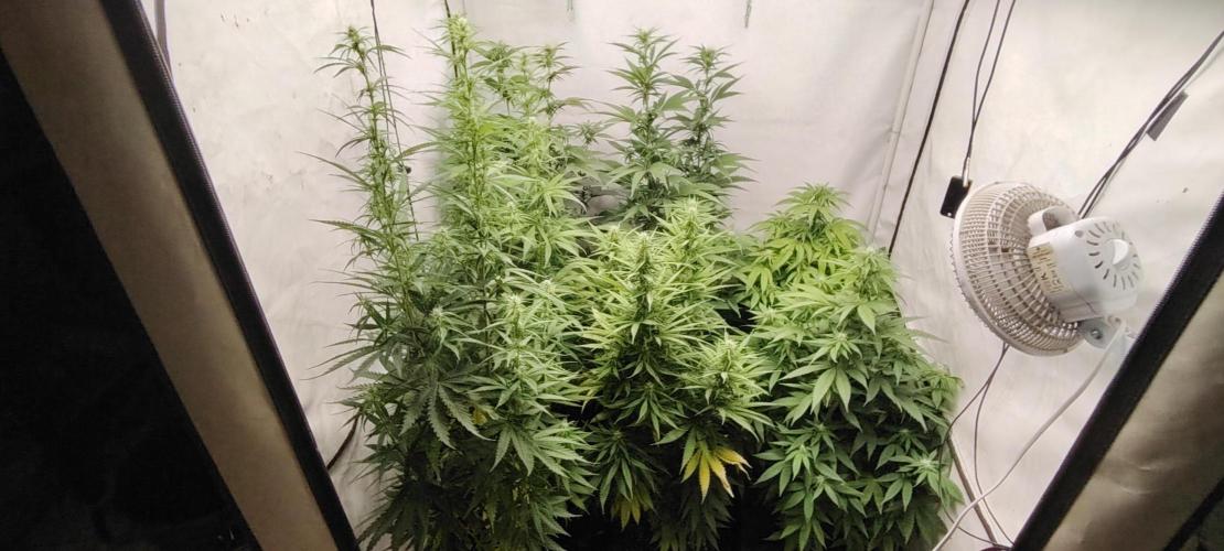 SUGAR CAKE E ORANGE FREEZE. Week 12