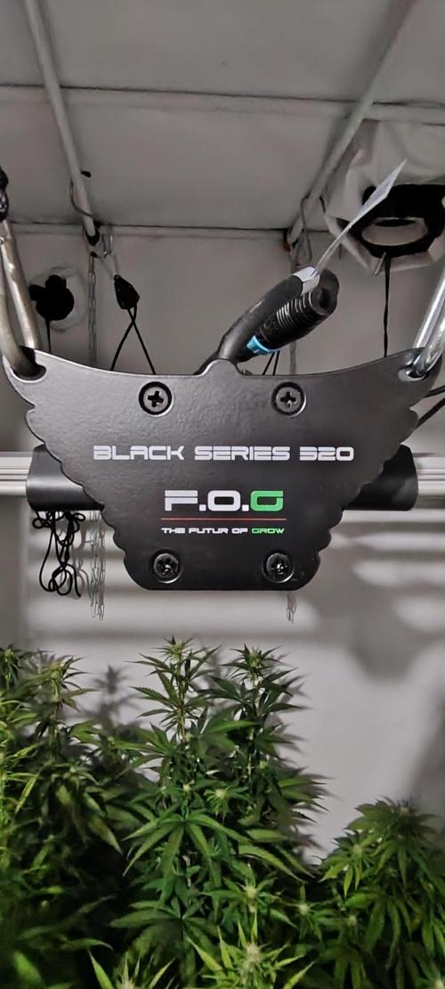 SUGAR CAKE E ORANGE FREEZE. Week 12