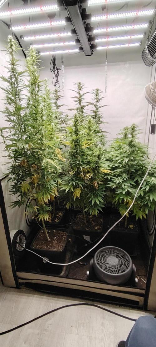 SUGAR CAKE E ORANGE FREEZE. Week 13