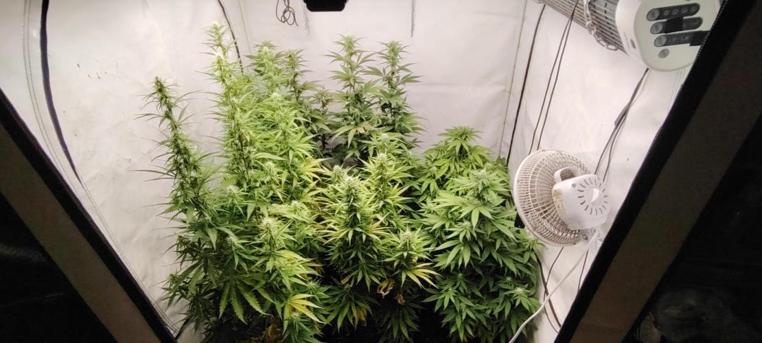 SUGAR CAKE E ORANGE FREEZE. Week 13
