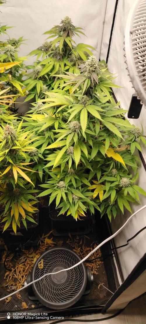 SUGAR CAKE E ORANGE FREEZE. Week 15