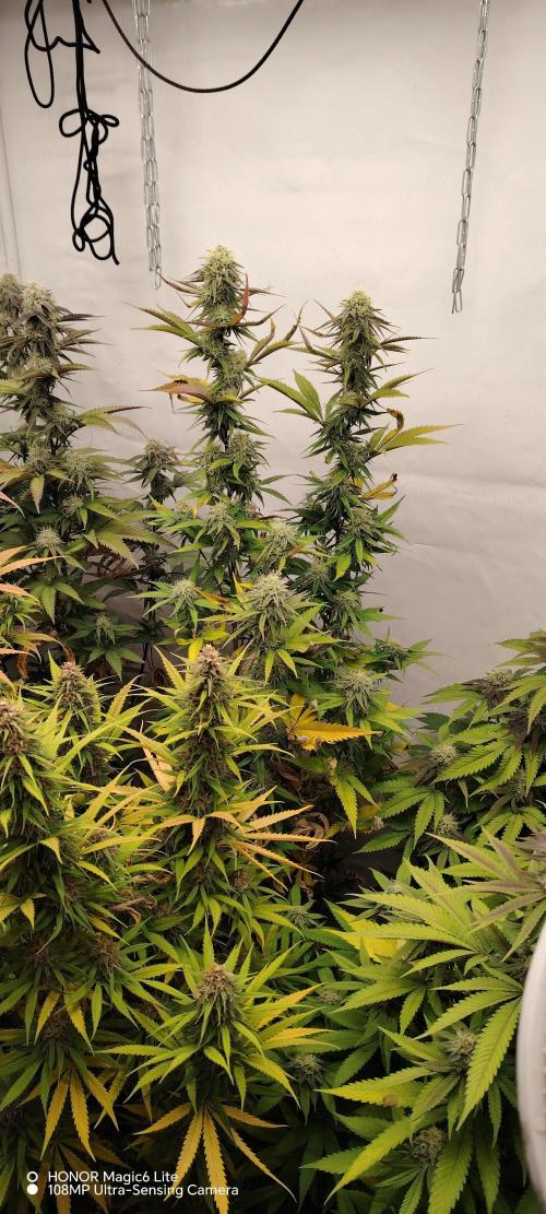 SUGAR CAKE E ORANGE FREEZE. Week 15