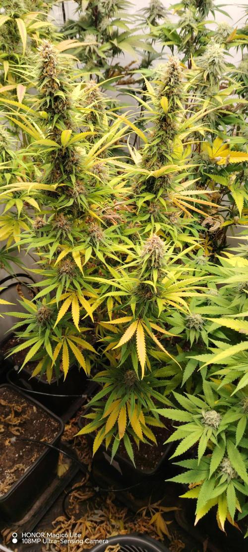 SUGAR CAKE E ORANGE FREEZE. Week 15