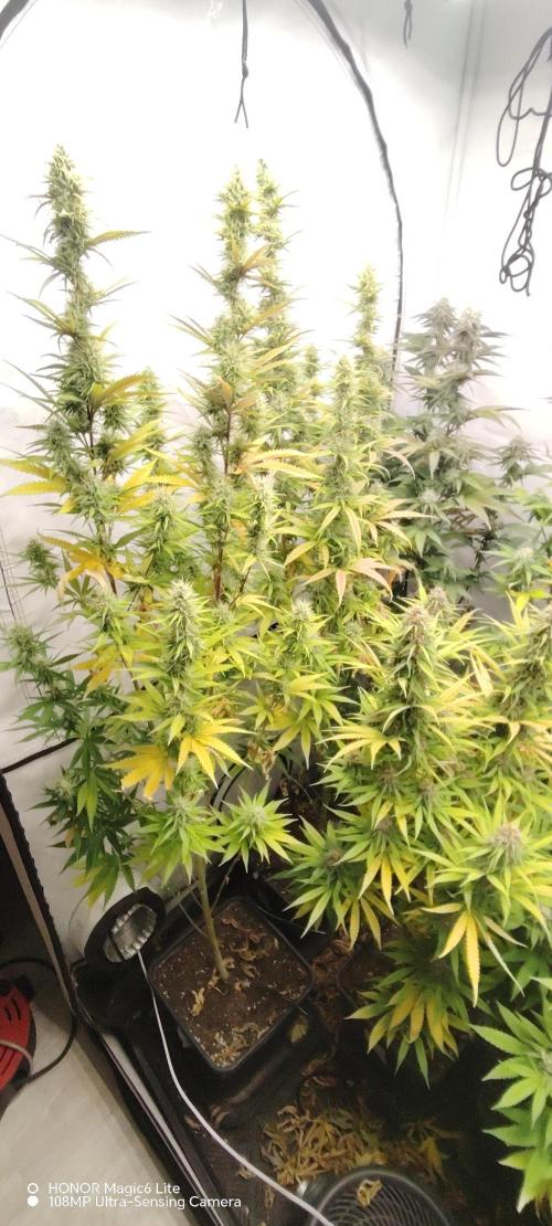 SUGAR CAKE E ORANGE FREEZE. Week 15