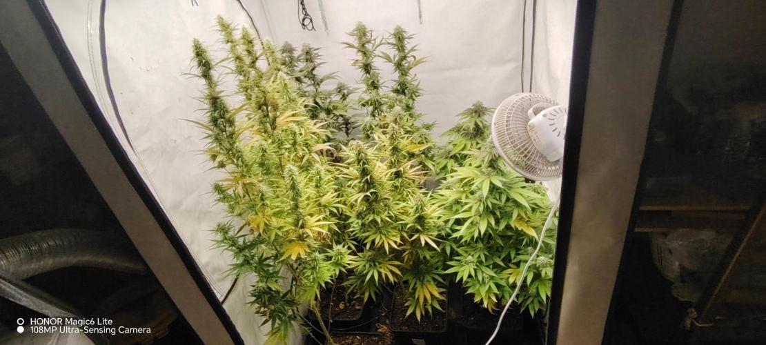 SUGAR CAKE E ORANGE FREEZE. Week 15