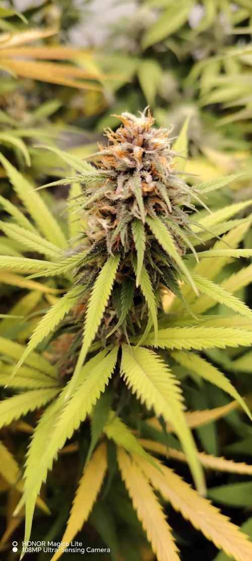 SUGAR CAKE E ORANGE FREEZE. Week 15