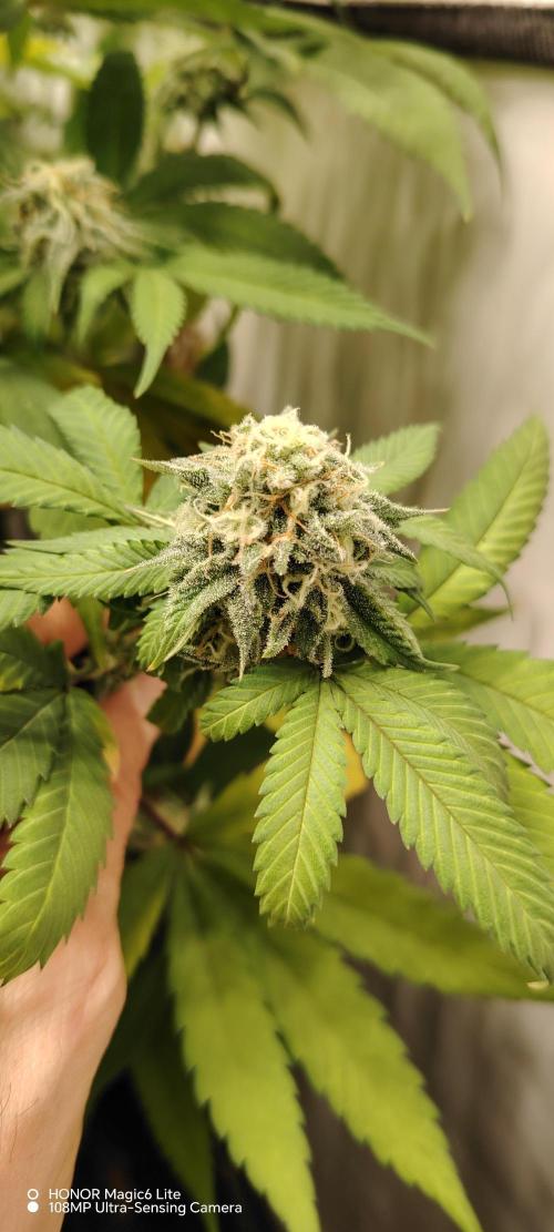 SUGAR CAKE E ORANGE FREEZE. Week 15