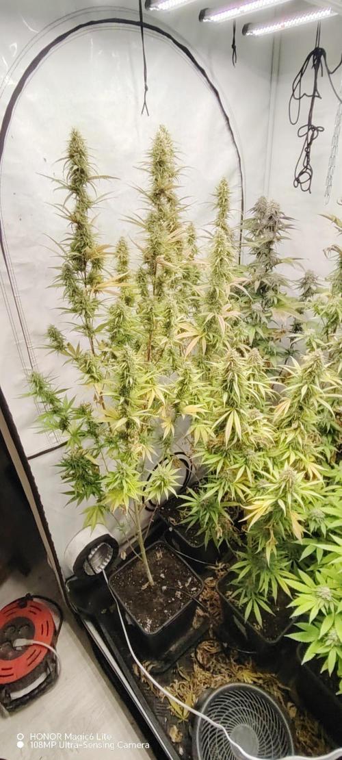 SUGAR CAKE E ORANGE FREEZE. Week 16