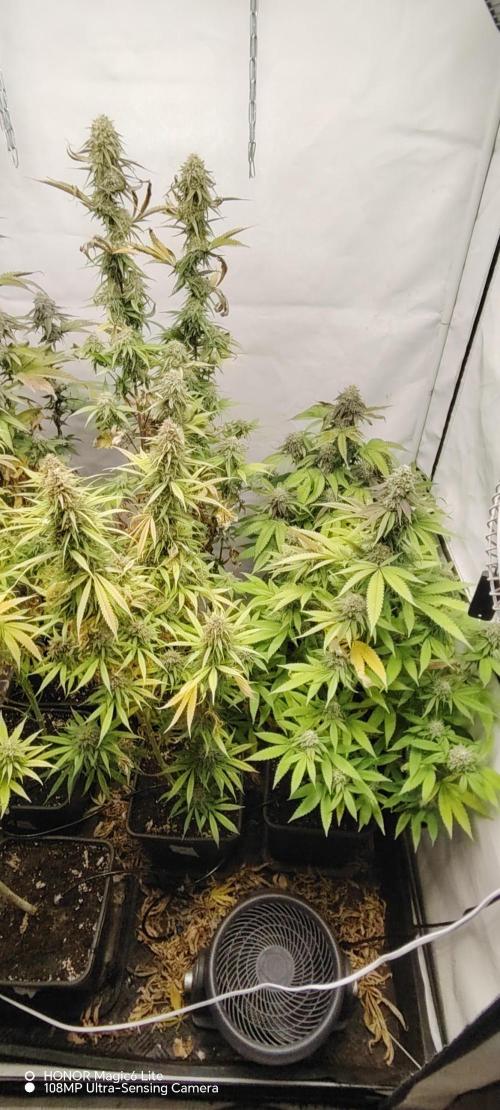 SUGAR CAKE E ORANGE FREEZE. Week 16