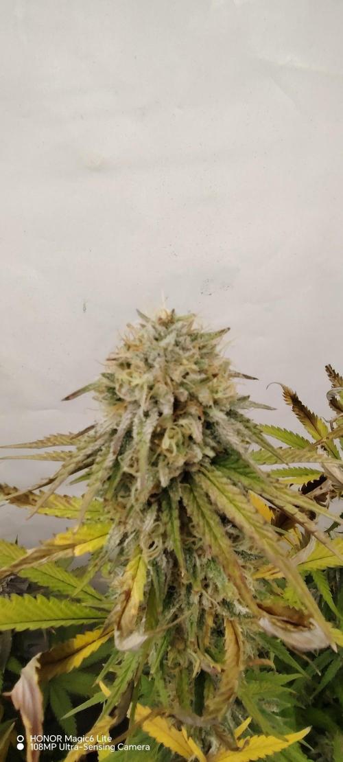 SUGAR CAKE E ORANGE FREEZE. Week 16